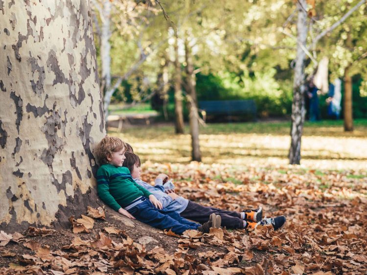 Forest Therapy Is Becoming a Prescription: Can Nature Truly Heal Anxiety and Inflammation?